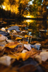 autumn leaves in forest