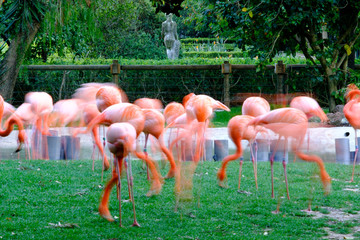 Flamingos picture withe slow shutter speed in a garden.