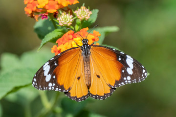 Fototapeta na wymiar Common Tiger Butterfly (Danaus genutia)