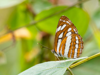 Common Sailor Butterfly (Neptis hylas). Munnar, Kerala, India