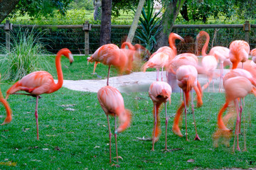 Flamingos picture withe slow shutter speed in a garden.