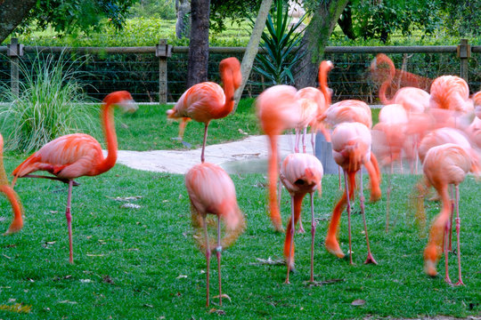 Flamingos picture withe slow shutter speed in a garden.