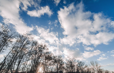 Bare trees in winter against the blue sky and clouds. Beautiful landscape and nature. Painting and photography.