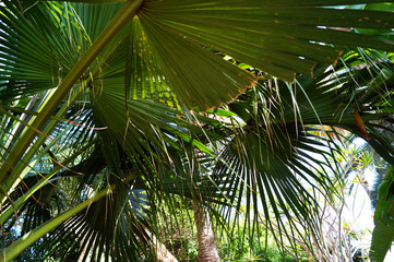 Palm tree and palm leaves