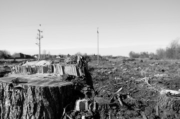 Cut Down Sawn Felled Trees in the field