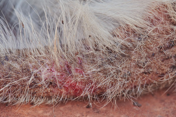 Dog tail with fungus