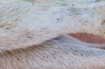 Dead flea on animal fur
