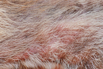 Damaged dog skin with fungus