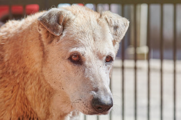 Dog face with flea on hair