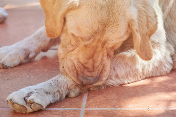 Dog biting his paw