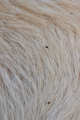 Flea jumping on dog fur