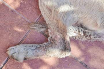 Dog leg with wound from fungus