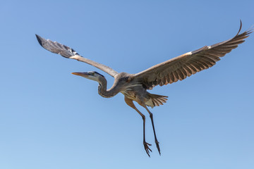 Fototapeta na wymiar Grey Heron in Flight above Melbourne Beach Pier in Melbourne Beach, Florida