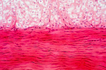 Knee muscle, Tendon and Cartilage tissue anatomy.