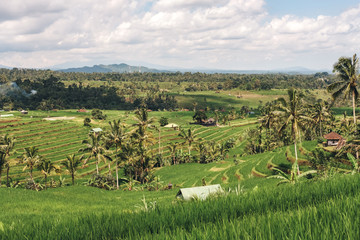 Fototapeta na wymiar rice terraces jatiluwih with palm trees in cloudy weather