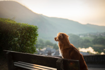 the dog sits on a bench and looks at the dawn. red Nova Scotia Duck Tolling Retriever, Toller in nature. Pet traveling