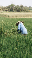 Balinese farmer gathers rice in rice field jatiluwih