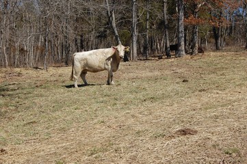 White Cow in Forest