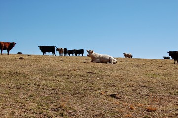 herd of cows in field