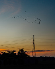 Flying Swallow through Electricity Tower in Sunset