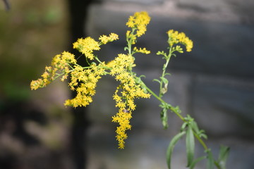 Yellow flowers in front of grey brick wall
