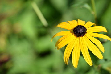 Yellow flower