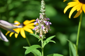 Purple and yellow flowers