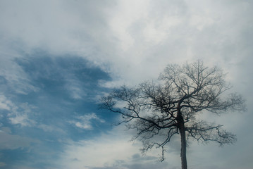 Dry tree with a sky background