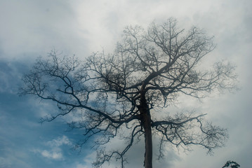 Fototapeta na wymiar Dry tree with a sky background