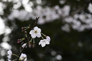 桜