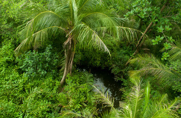 Naklejka premium The coconut trees in the garden look from the high angle of Bangkok.
