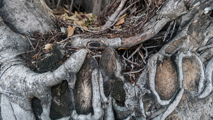 Close-up of large tree roots