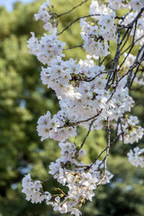 Cherry blossoms in Japanese park