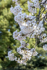 Cherry blossoms in Japanese park