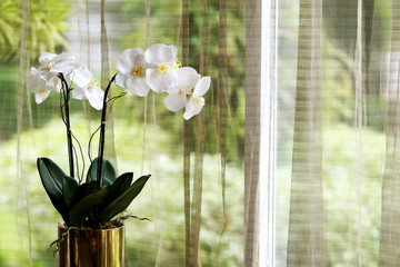 Orchid decoration and curtain background