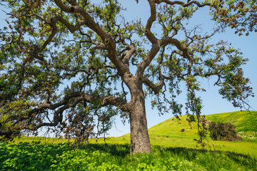 Oak tree in Spring