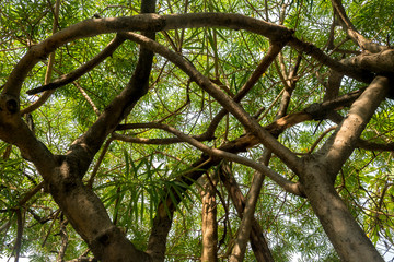 Fototapeta premium look up the tree at the park