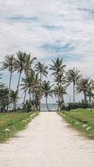 Fototapeta na wymiar white road to the ocean with palm trees