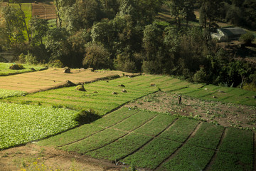 Rural farmland in Guatemala