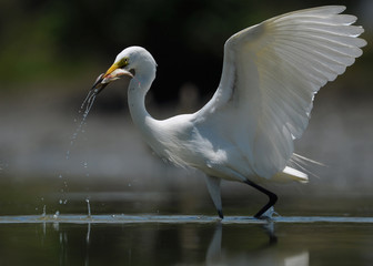 great egrets in water