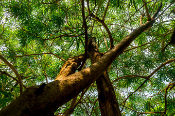 Fototapeta premium The warm spring sunlight shines through old trees, creating beautiful patterns. Suitable for making through the background.