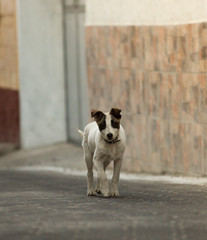 Street puppy in Guatemala running toward camera