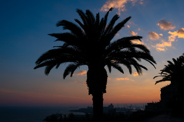 Fototapeta na wymiar View of a palm tree. Sunset in Tarragona. Spain