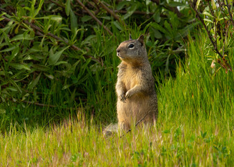 Naklejka na ściany i meble Close view of a California ground squirrel, seen in the wild