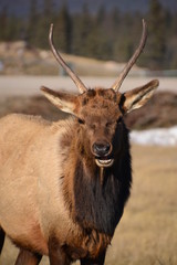 Bull Elk in Jasper National Park