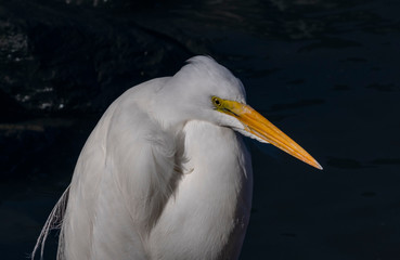 Fototapeta na wymiar Great Egret - Moss Landing 003