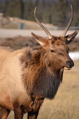 Bull Elk in Jasper National Park