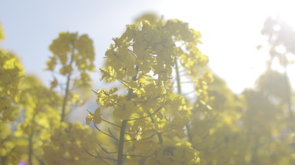 春の訪れ 晴れの日の菜の花 農業センター