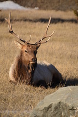 Bull Elk in Jasper National Park