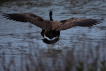 Close view of a Canada goose splashing in the water, seen in a North California marsh